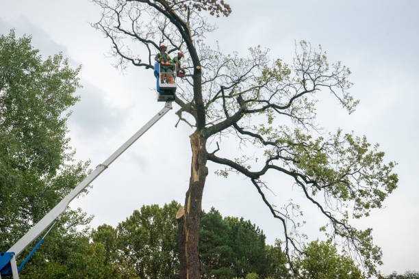 Best Tree Trimming Near Me  in Elmer, NJ